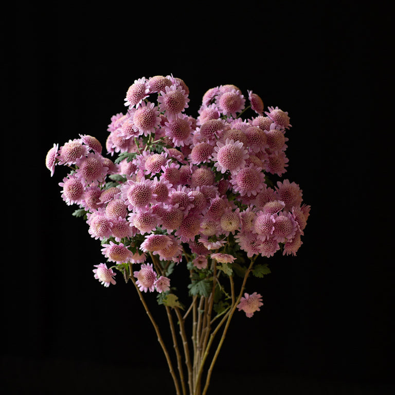 A bunch of Chrysanthemum ‘Pink Fleece’.