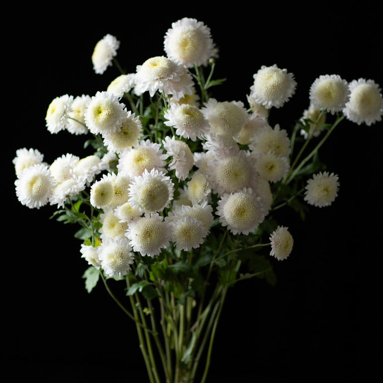 A bunch of Chrysanthemum ‘Polar Anderton’.
