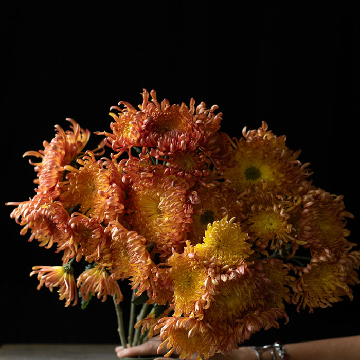 A bunch of Chrysanthemum ‘Ring of Fire’.