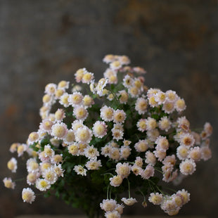 A bunch of Chrysanthemum ‘Rome’.