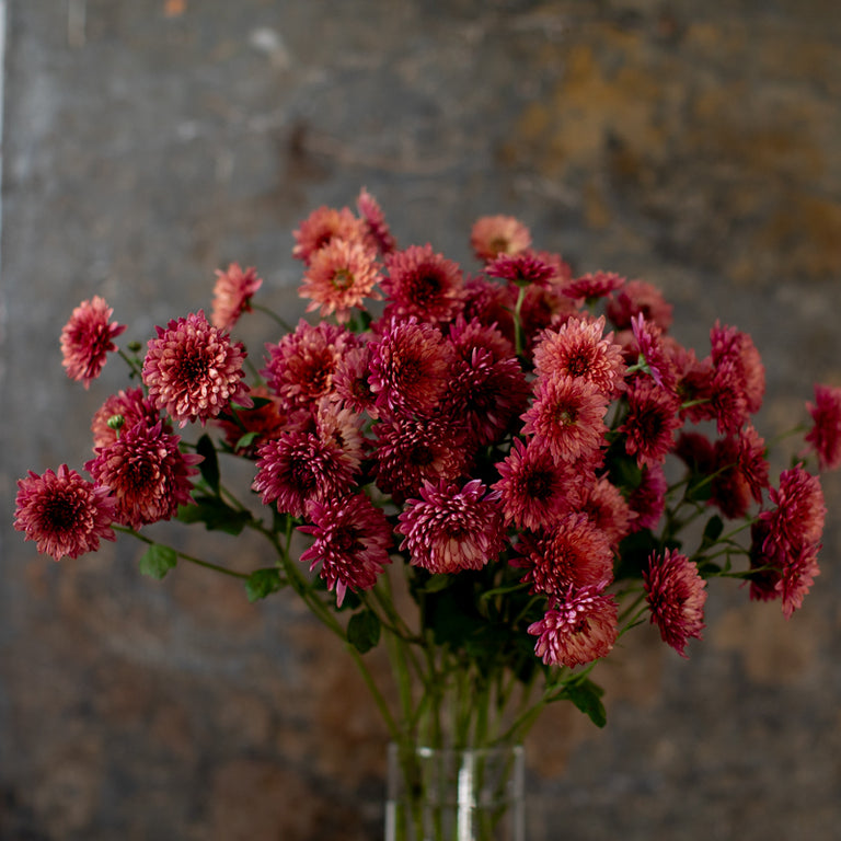 A bunch of Chrysanthemum ‘Royal Glamour’.