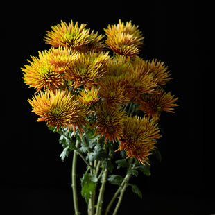 A bunch of Chrysanthemum ‘Saffina’.