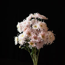 A bunch of Chrysanthemum ‘Satin Ribbon’.