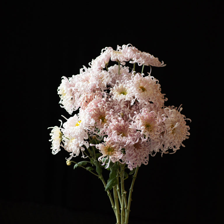 A bunch of Chrysanthemum ‘Satin Ribbon’.