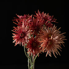 A bunch of Chrysanthemum ‘Seaton’s Coffee’.