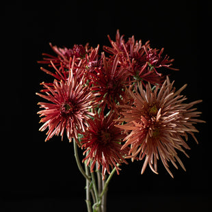 A bunch of Chrysanthemum ‘Seaton’s Coffee’.