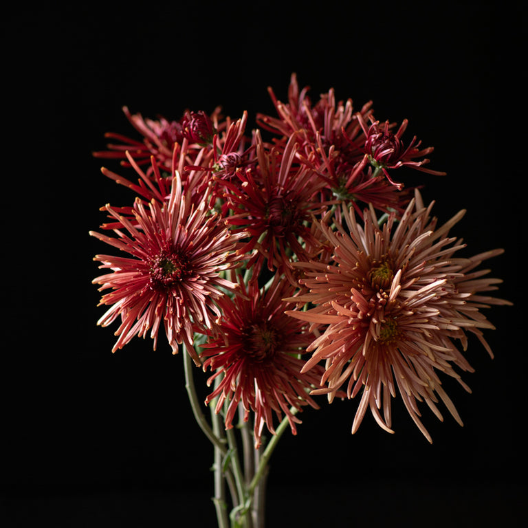 A bunch of Chrysanthemum ‘Seaton’s Coffee’.