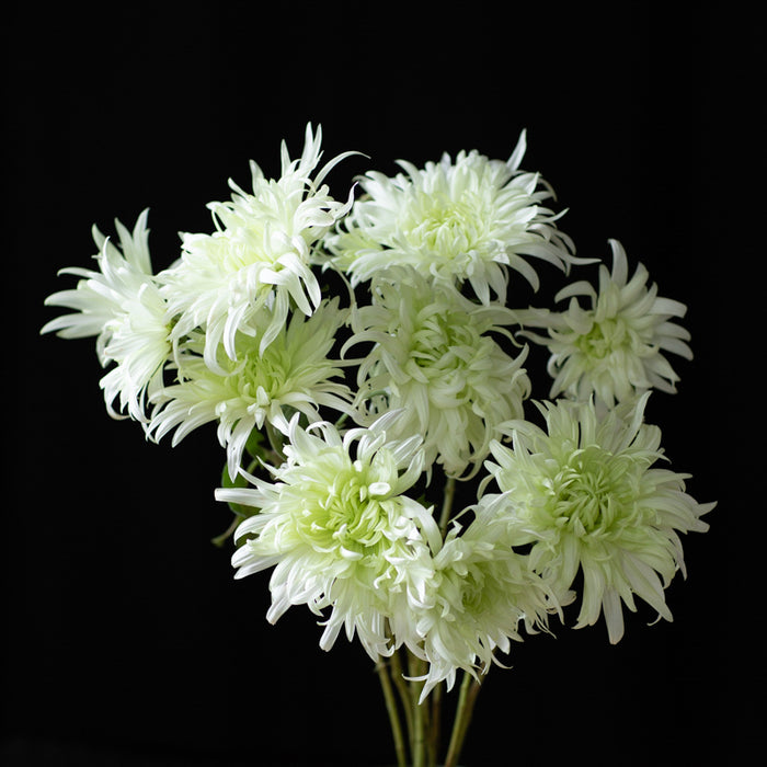 A bunch of Chrysanthemum ‘Woolmans Century’.