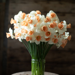 A bunch of Narcissus Brian’s Favorite