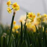 A close up of Narcissus Fanray