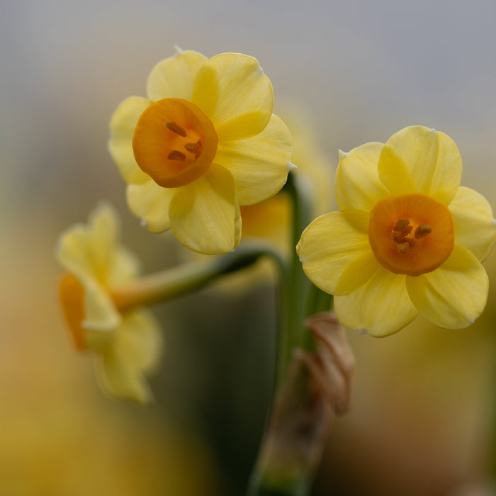 A close up of Narcissus Fanray