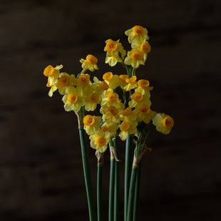 A close up of Narcissus Fanray