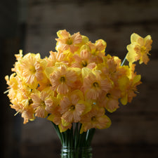  A bunch of Narcissus Jayne Mansfield