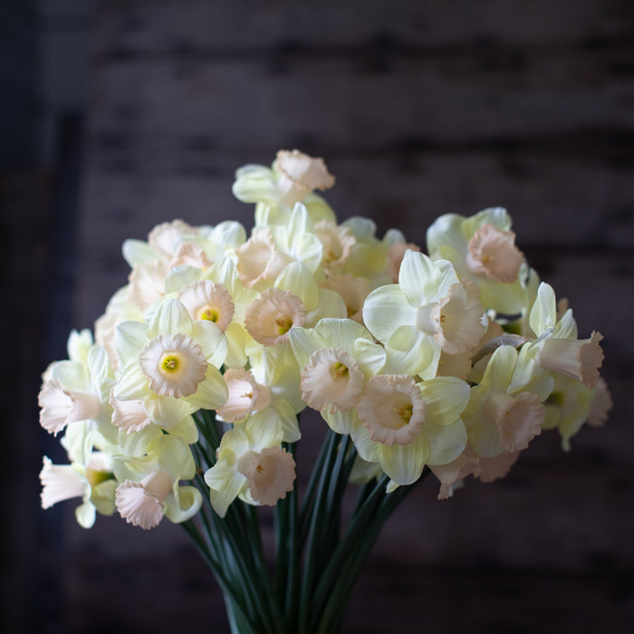lavender as a cut flower Narcissus Lavender Bell – Floret Library