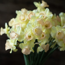 A close up of Narcissus Lavender Bell