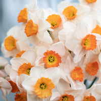 A close up of Narcissus Pinkie Lee
