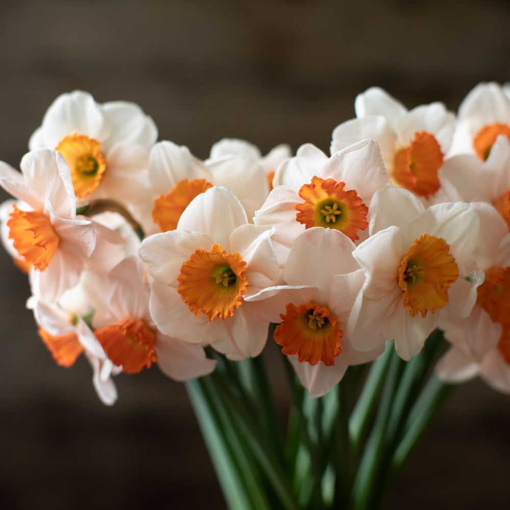 Floret-library-narcissus-