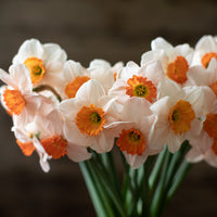 A close up of Narcissus Pinkie Lee