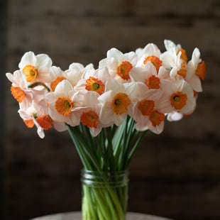 A bunch of Narcissus Pinkie Lee