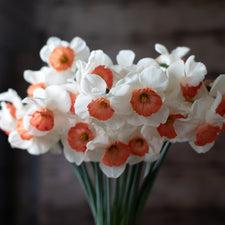 A close up of Narcissus Reed 2000-111-1