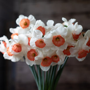 A close up of Narcissus Reed 2000-111-1