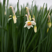 Narcissus Reed 2000-21 growing in the field