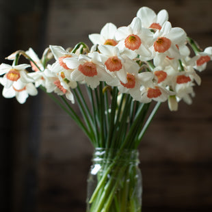 A bunch of Narcissus Reed 2000-21