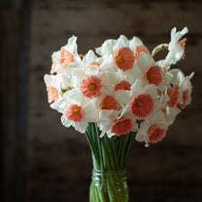 A bunch of Narcissus Reed 2000-97-1