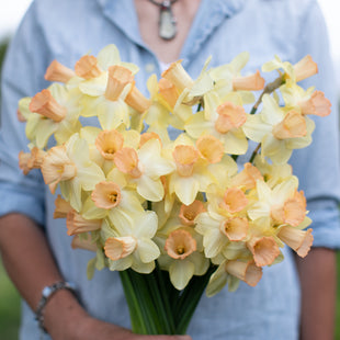 A handful of Narcissus Floret