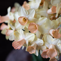A close up of Narcissus Floret