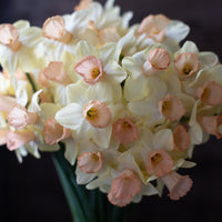 A close up of Narcissus Floret