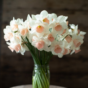 A bunch of Narcissus Reed 92-78-2