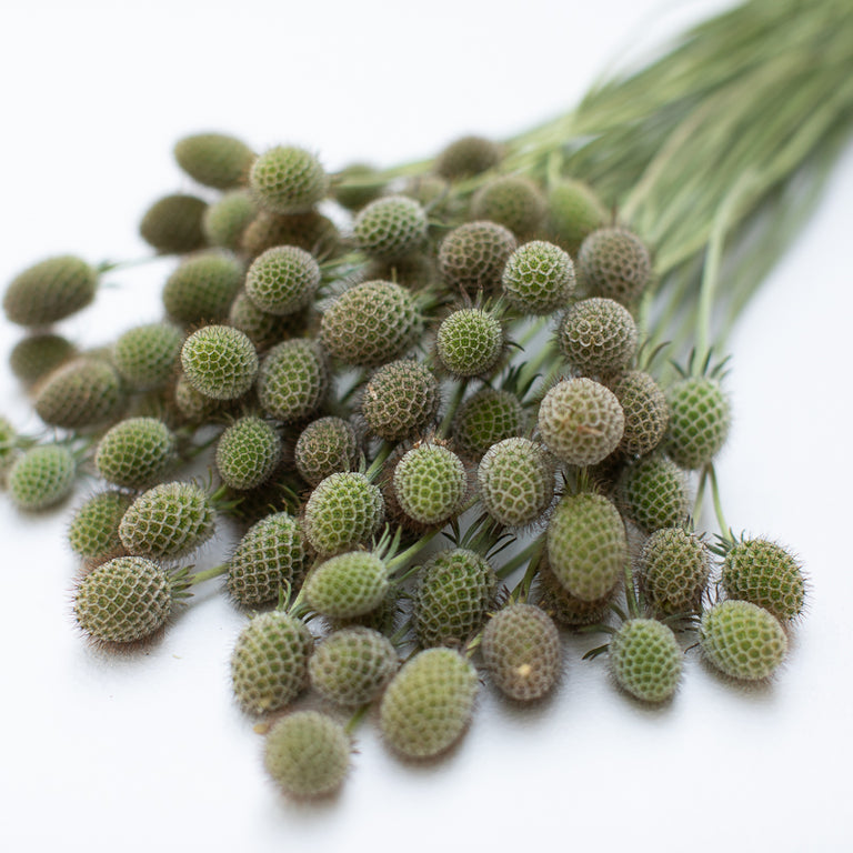 pincushion plant seeds Pincushion Flower Ochroleuca – Floret Library