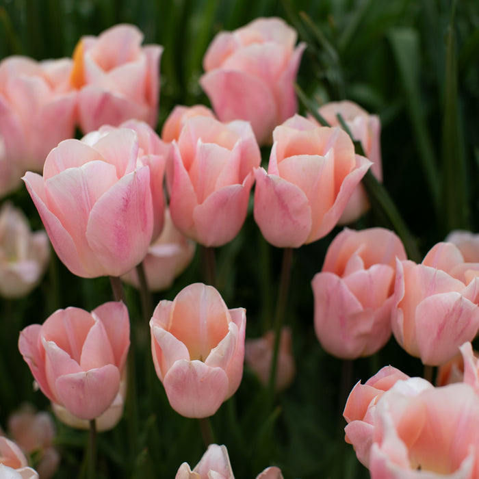 A close up of Tulip Apricot Beauty