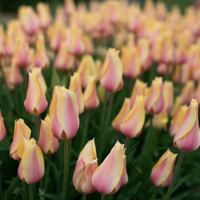 Tulip Blushing Lady growing in the field