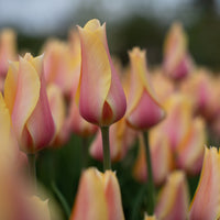 A close up of Tulip Blushing Lady