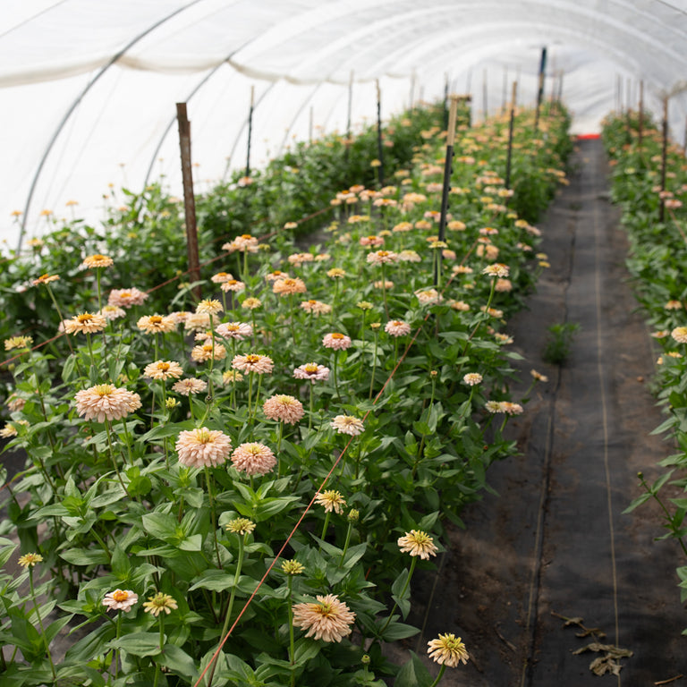 rose creek seed Zinnia Dawn Creek Honey – Floret Library
