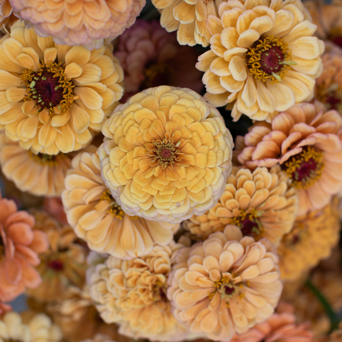 Zinnia Golden Hour