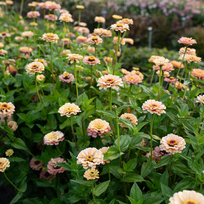 Zinnia Golden Hour