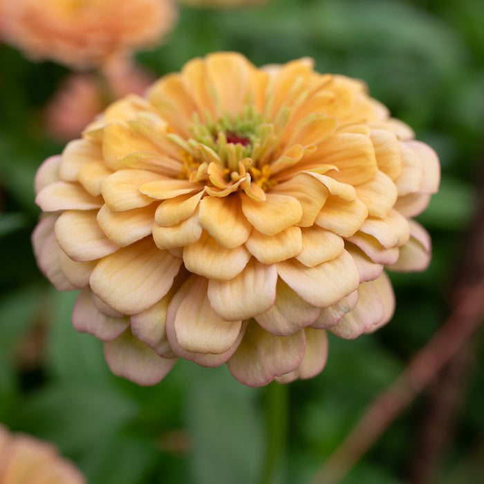flower of an hour seeds Zinnia Golden Hour – Floret Library