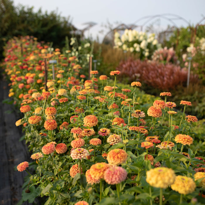 unicorn flower seeds Zinnia Unicorn Mix – Floret Library