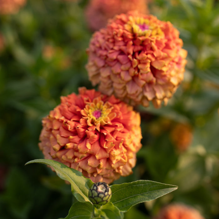 unicorn flower seeds Zinnia Unicorn Mix – Floret Library