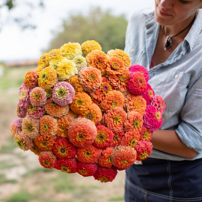 unicorn flower seeds Zinnia Unicorn Mix – Floret Library
