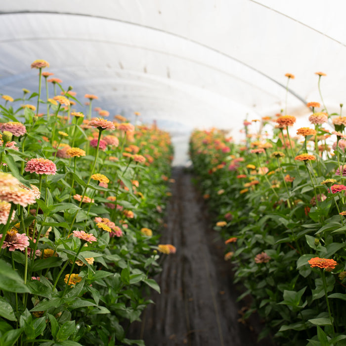 unicorn flower seeds Zinnia Unicorn Mix – Floret Library