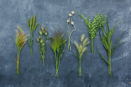 Grasses, Grains, and Pods