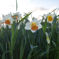 Narcissus Accent growing in the field