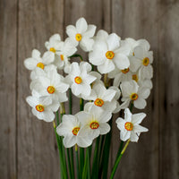 A bunch of Narcissus Actaea