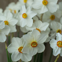A close up of Narcissus Actaea