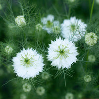 A close up of Love-in-a-Mist Albion Green Pod