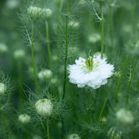 A close up of Love-in-a-Mist Albion Green Pod